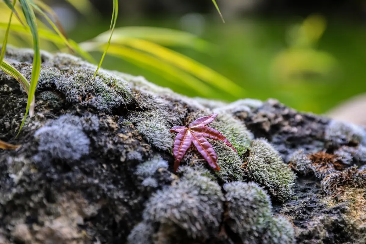 Autumn Moss Garden Checklist: Preparing for a Wet UK Winter