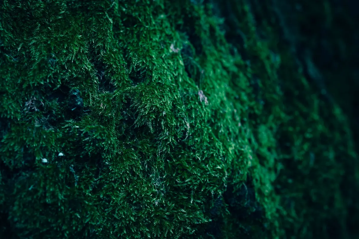 British Moss Identification for Beginners: 10 Common Species and Where They Grow