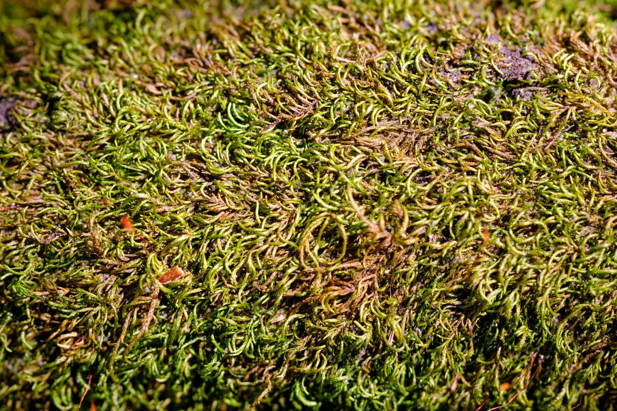 Creating a Moss Lawn in Shade: A Step-by-Step Guide for UK Gardens