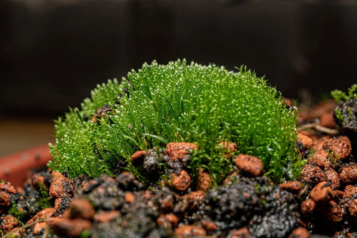 Moss Care Through the Seasons: A UK Month-by-Month Checklist