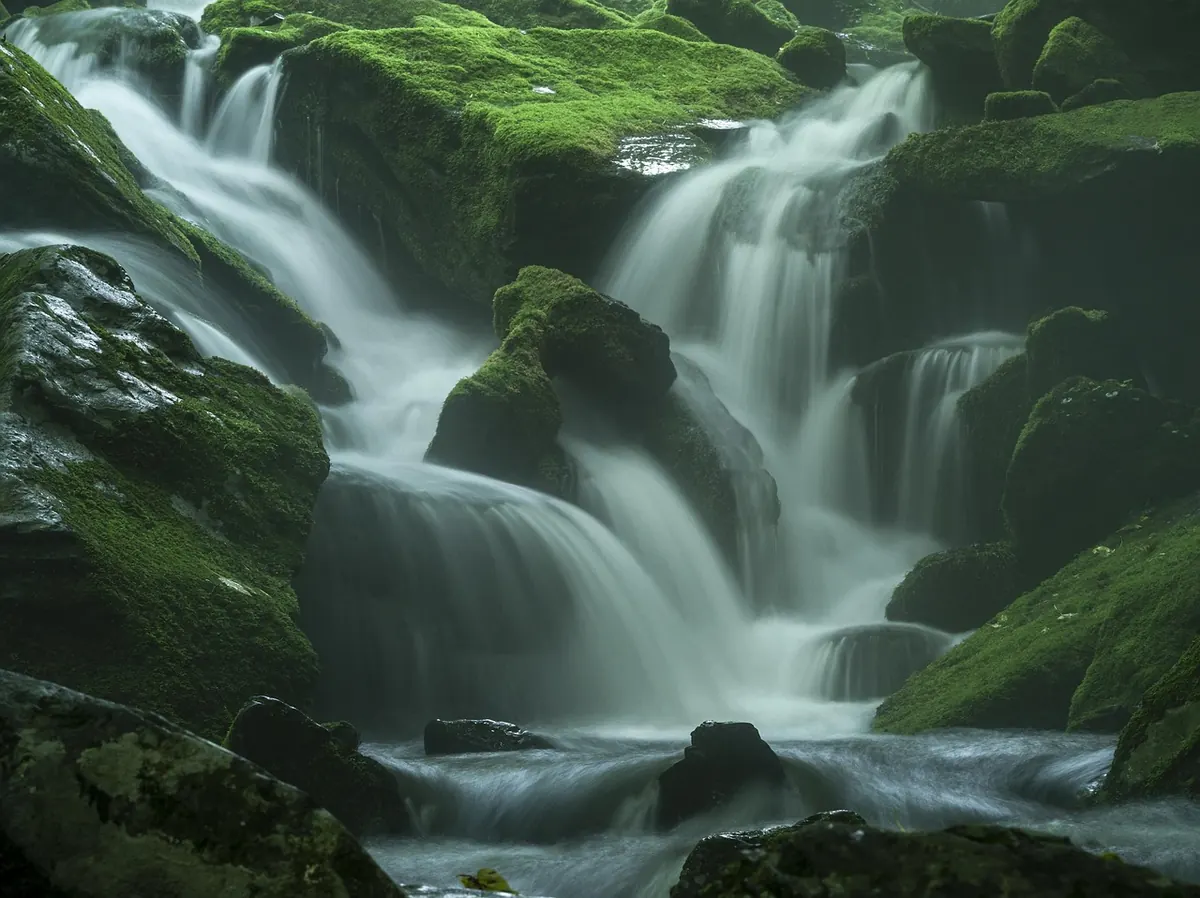 Moss Conservation in the UK: Why Peatlands, Churchyards and Urban Walls Matter