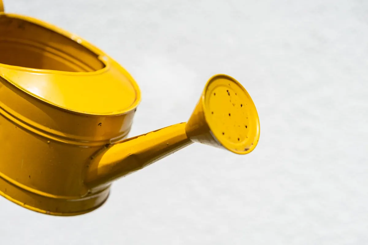 Rainwater vs Tap Water for Moss: What UK Growers Should Know