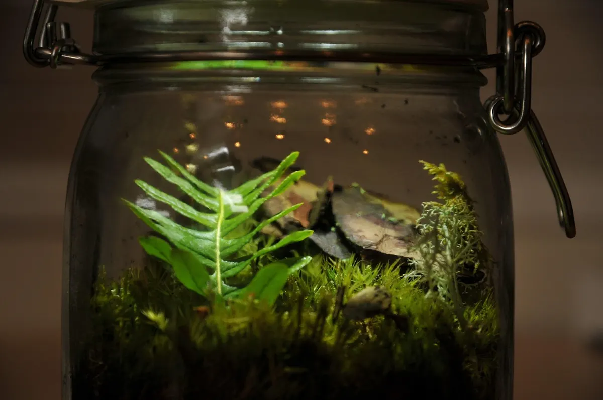 Sphagnum vs Sheet Moss for Terrariums: Which Should You Choose?