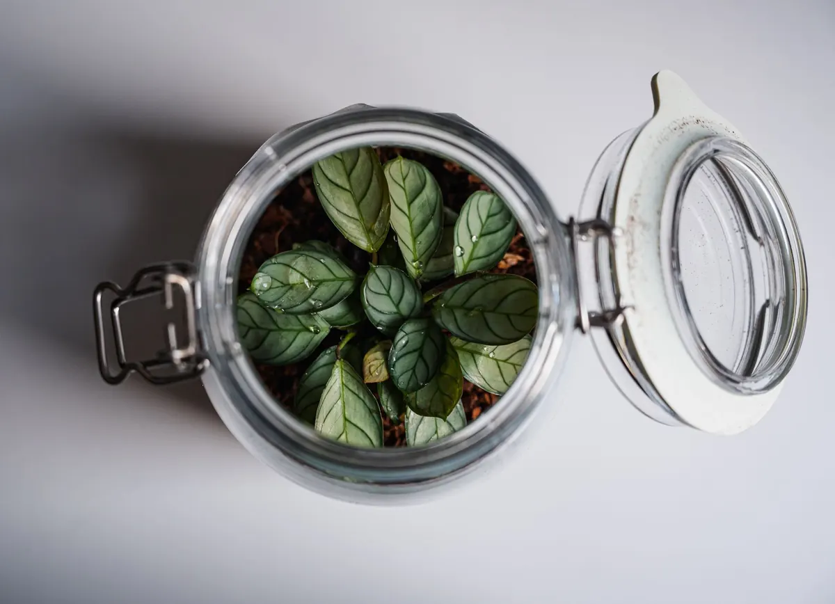 Starting a Closed Terrarium with Native UK Moss: A Beginner's Guide