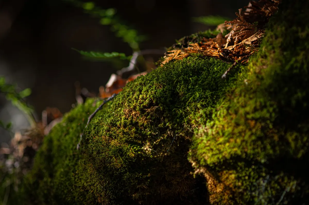 Why Is My Moss Turning Brown? Diagnosing Common Moss Problems